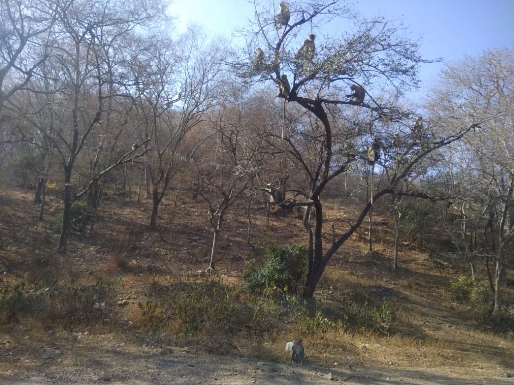 Sariska tiger reserve