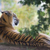 Sariska tiger reserve, the beautiful forest(1)